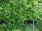 Glistening trees in Hertfordshire Parkland