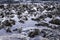 Glistening volcanic rocks on a beach