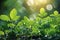 Glistening water drops on green leaves, sunlight, blurry forest background