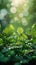 Glistening water drops on green leaves, sunlight, blurry forest background