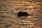 Glistening Waters Surrounding a Silhouetted Pelican