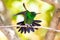 Glittering green hummingbird stretching with a blurred yellow background.