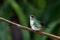 Glittering hummingbird with rain drops on her beak