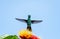 Glittering and iridescent hummingbird with wings spread next to a tropical flower