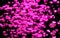 Glittering pink hearts on a black background, 3d rendering