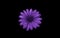 Glittering purple cape marguerite flower isolated on black background