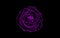 A glittering purple rose isolated on black background