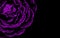 A glittering purple rose isolated on black background