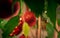 Glittering red Christmas bauble - shot through the leaves