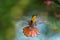 A glittering Ruby Topaz hummingbird