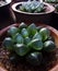 Glittering and translucent and transparent succulent plants