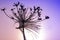 Glittering water drops in a beautiful dandelion. Morning purpure background