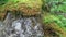 Glittering wood moss Hylocomium splendens growing on a rock in Zillertal valley alps Austria