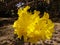 Glittering yellow tabebuia flowers