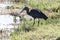 Gllosy ibis that stands on the shores of little lake drying up in the savannah