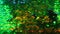 Glmour background glitter green and rainbow colors sequin fabric