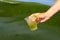 Global pollution of the environment and water. A man collects dirty green water with algae into a glass. Water bloom