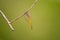 Global Skimmer perching on tree (Pantala flavescens)