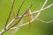 Global Skimmer perching on tree (Pantala flavescens)