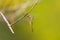 Global Skimmer perching on tree (Pantala flavescens)