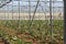 Global trade with mass production of green goods on sunny Sicily in Italy. Amount many plants of aubergine, eggplant or brinjal