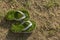 Global warming environment, last green flip flops isolated on dried grass