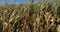 Global warming. Field of burned maize, Loiret, France