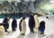 Global Warming Iceberg China Zhuhai Hengqin Chimelong Standing King Penguins Hotel Emperor Penguin Swimming Ocean Kingdom