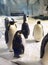 Global Warming Iceberg Greater Bay China Zhuhai Hengqin Chimelong King Penguins Hotel Emperor Penguin Standing Ocean Kingdom