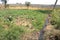 Global warming irrigating vegetable gardens using raw sewage