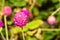 Globe amaranth