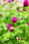 Globe Amaranth or Bachelor Button, beautiful natural background, green tones of relaxing leaves