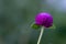A Globe Amaranth / Bachelor Button. Flowers are magenta, white, pink and light purple. Popular plant as a home decoration