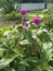 Globe amaranth bachelor degree  , comphrena globosa flower plant