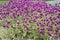 Globe amaranth with beautiful purple flowers