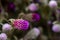 Globe amaranth blooming in autumn