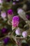 Globe amaranth blooming in autumn