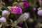 Globe amaranth blooming in autumn