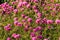 Globe Amaranth or Fireworks flower. Violet flower in the hard sunlight