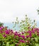 Globe amaranth flower