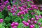 Globe amaranth flower