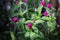 Globe Amaranth flower blooming in the garden