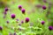 Globe Amaranth flowers