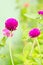 Globe amaranth or Gomphrena globosa