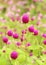 Globe amaranth or Gomphrena globosa flower