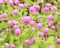 Globe amaranth or Gomphrena globosa flower