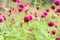 Globe amaranth or Gomphrena globosa flower