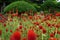 Globe amaranth, Gomphrena haageana \'Strawberry Fields
