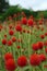 Globe amaranth, Gomphrena haageana 'Strawberry Fields