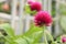 Globe Amaranth purple flower or Bachelor Button, Globe Flower